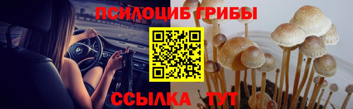 Псилоцибиновые грибы Psilocybe Богородск